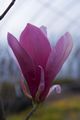 Magnolia soulangeana Royal Crown-3 Magnolia pośrednia